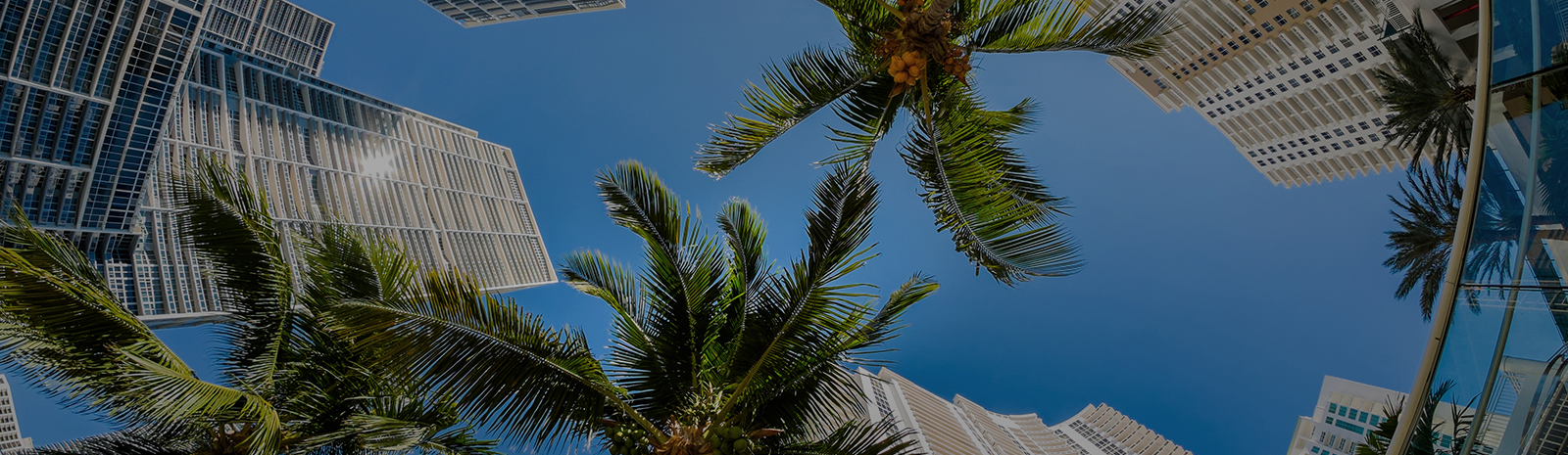 skyrise and palm trees